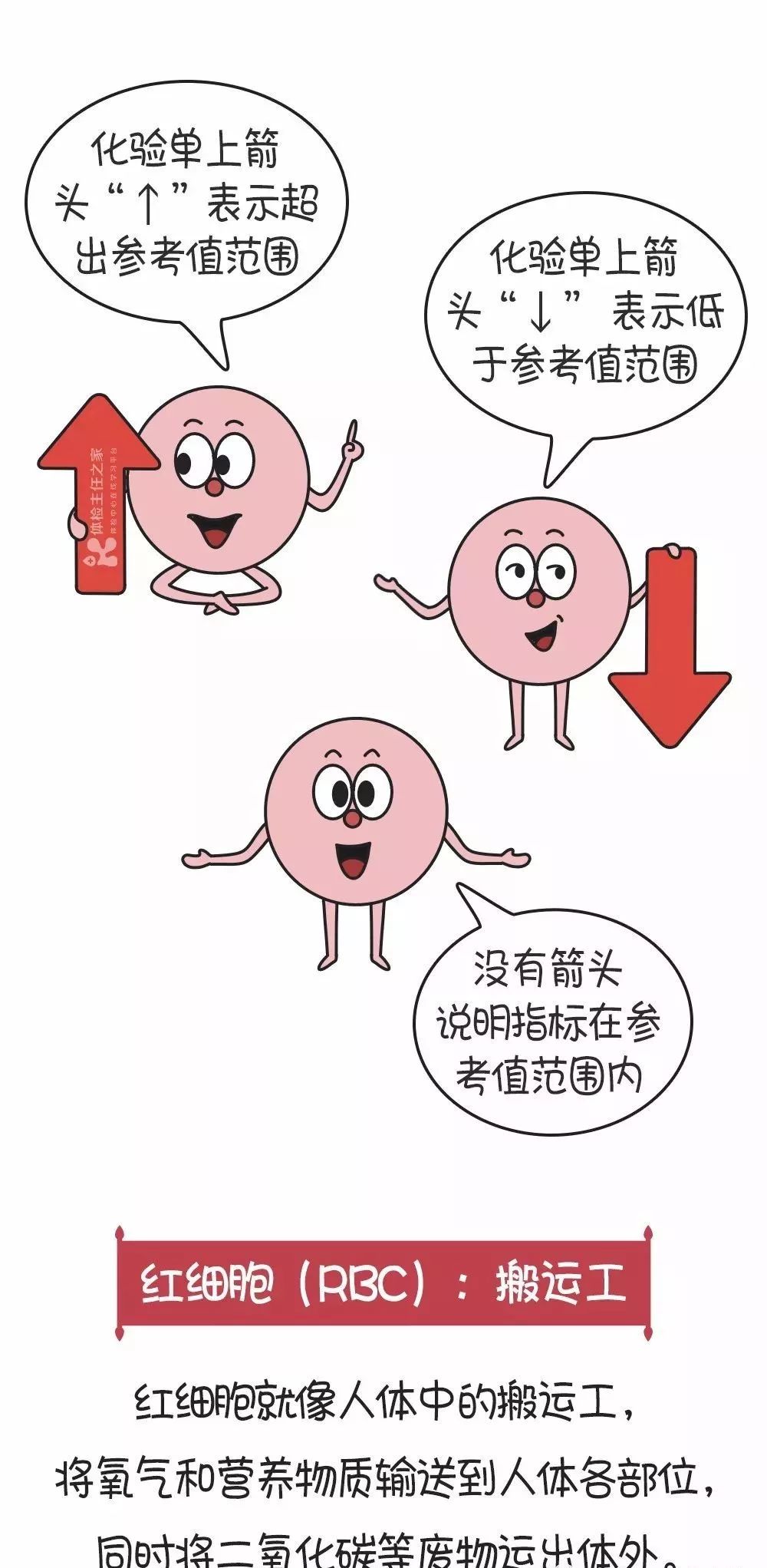 3分钟看懂血常规化验单