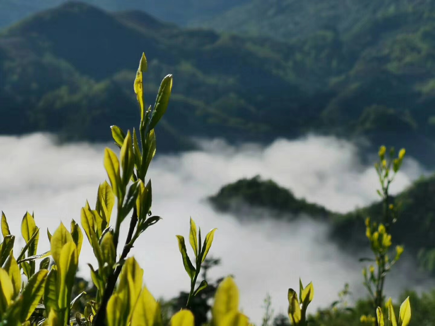 都匀毛尖怎么泡最好喝
