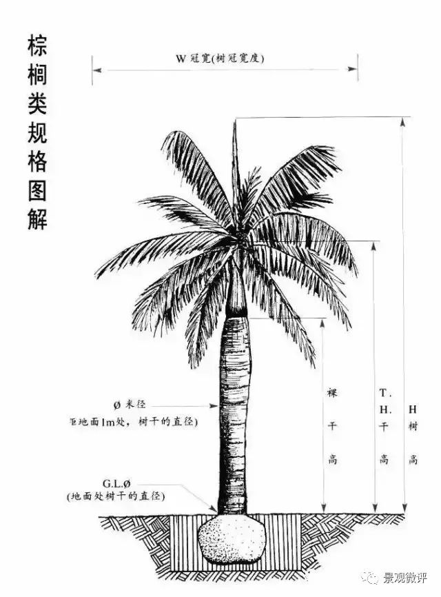 苗木规格可通过基径,株高,裸干高,冠幅,分枝数(或叶片数),土球直径来