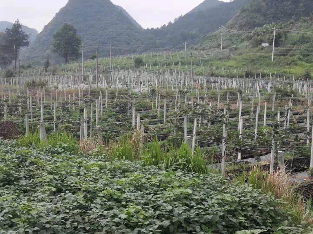 图为:韦永飞的猕猴桃种植基地