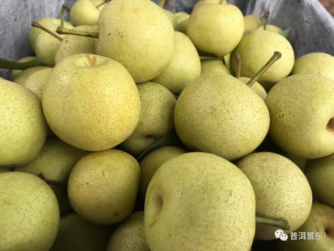 景东夏雪梨熟啦!望着就相当好吃!_普洱