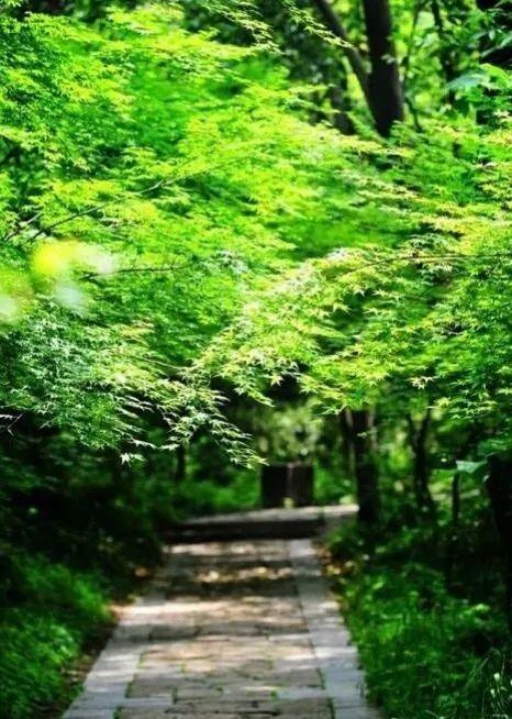 凉爽的意像袭面而来,草木茂密,山中凉荫覆盖,开阔处山风习习