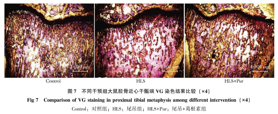 葛根素对尾吊大鼠发生废用性骨质疏松的防治作用