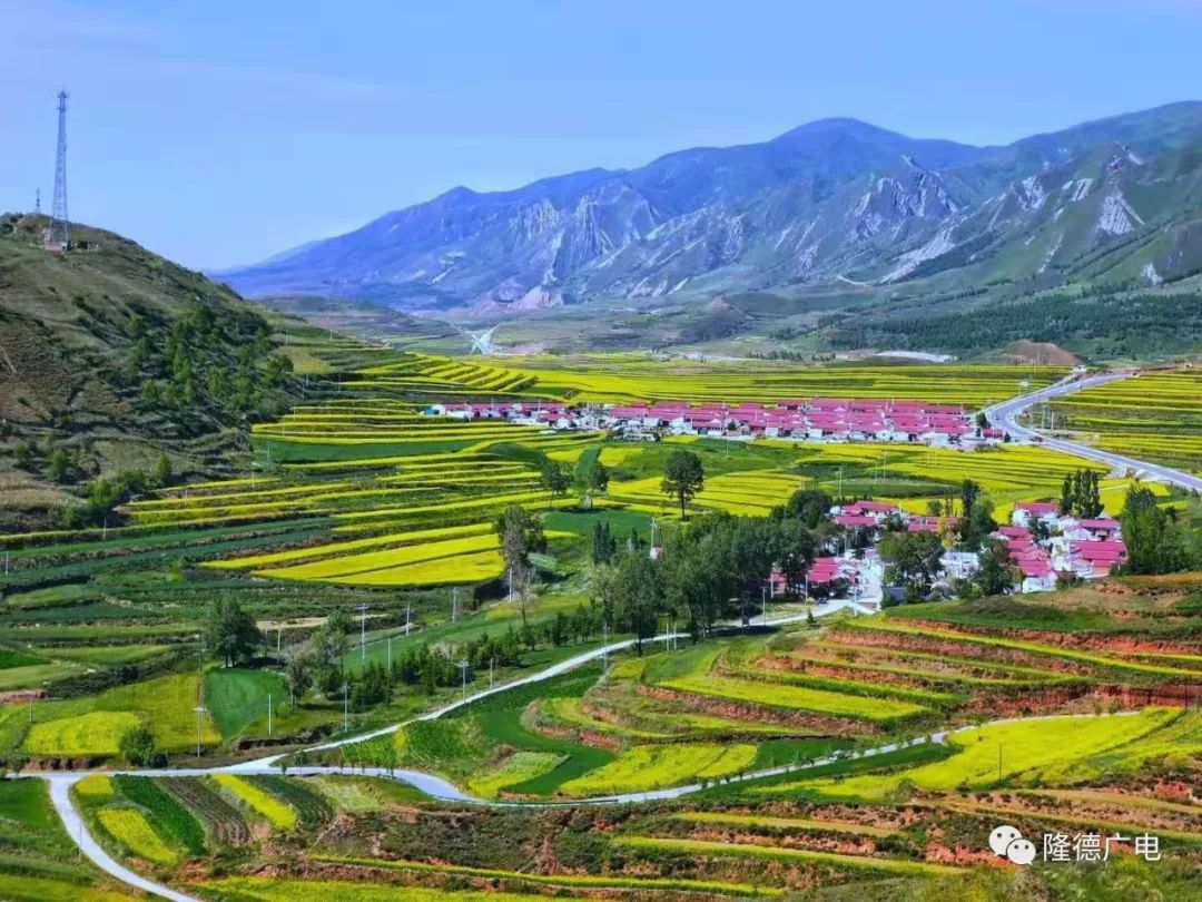 【隆德县】"摄影达人"聚焦观庄油菜花海_固原
