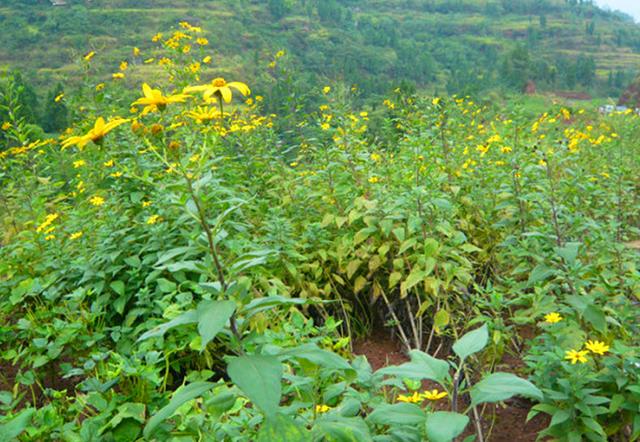 山东菊芋种植加工基地图片