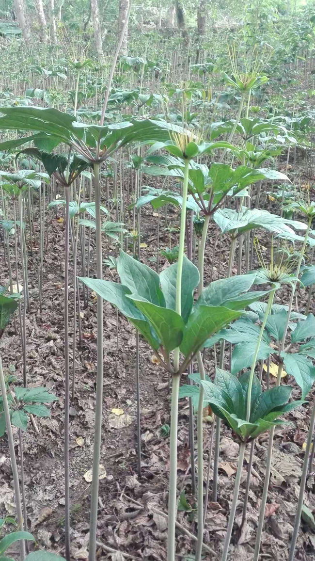 镇沅振太黄梨村草草药开拓贫困群众致富路