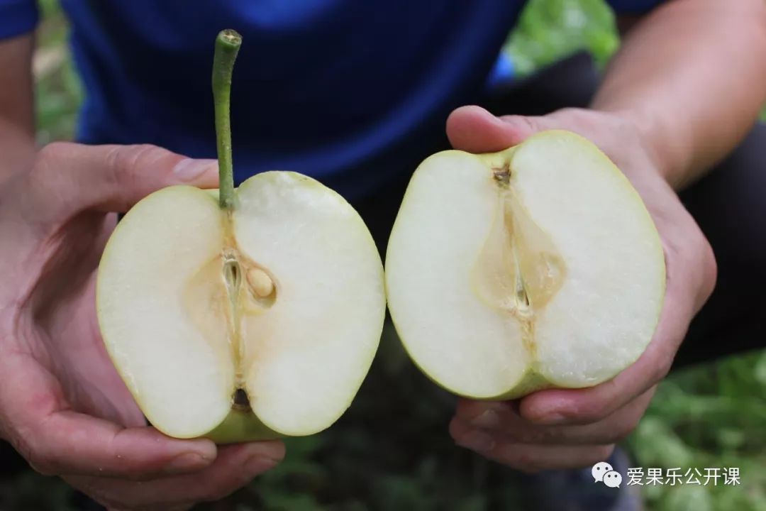 状元冰糖梨回访实录