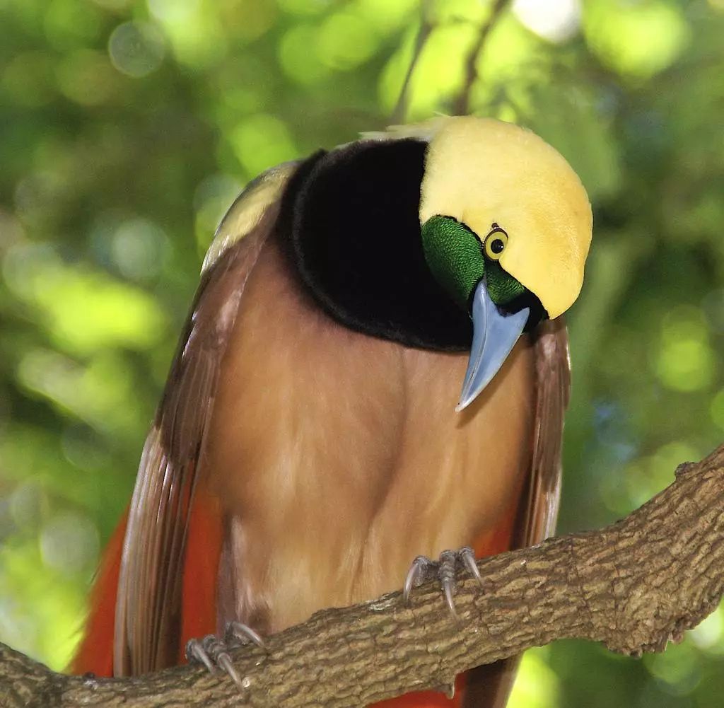 各国国宝大全各有特色你看哪个最可爱