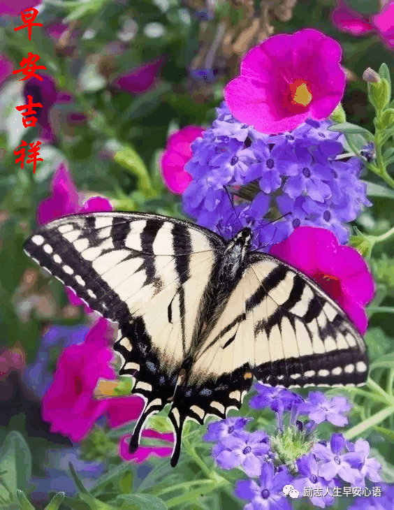 564_730竖版 竖屏gif 动态图 动图