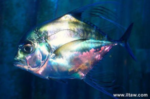 鬼面镜印度丝鰺shēn