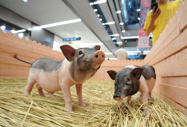 萌宠卖萌 逛商场还能瞧热闹