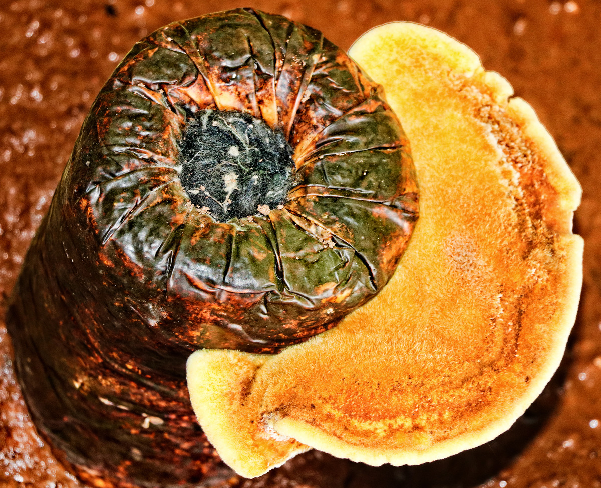 图虫人文摄影桑黄菌