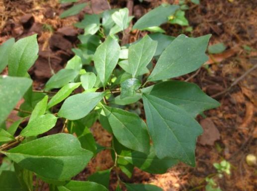 马陵山植物多得数不清快看看有多少你认识