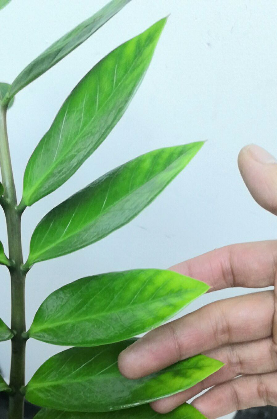 原创盆栽金钱树在夏季如何管理5个技巧枝繁叶茂铜钱挂满枝美爆了