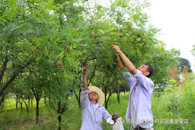 文冠果油一斤多少钱(文冠果油一斤多少钱文冠果油的功效作用 代加工榨油)