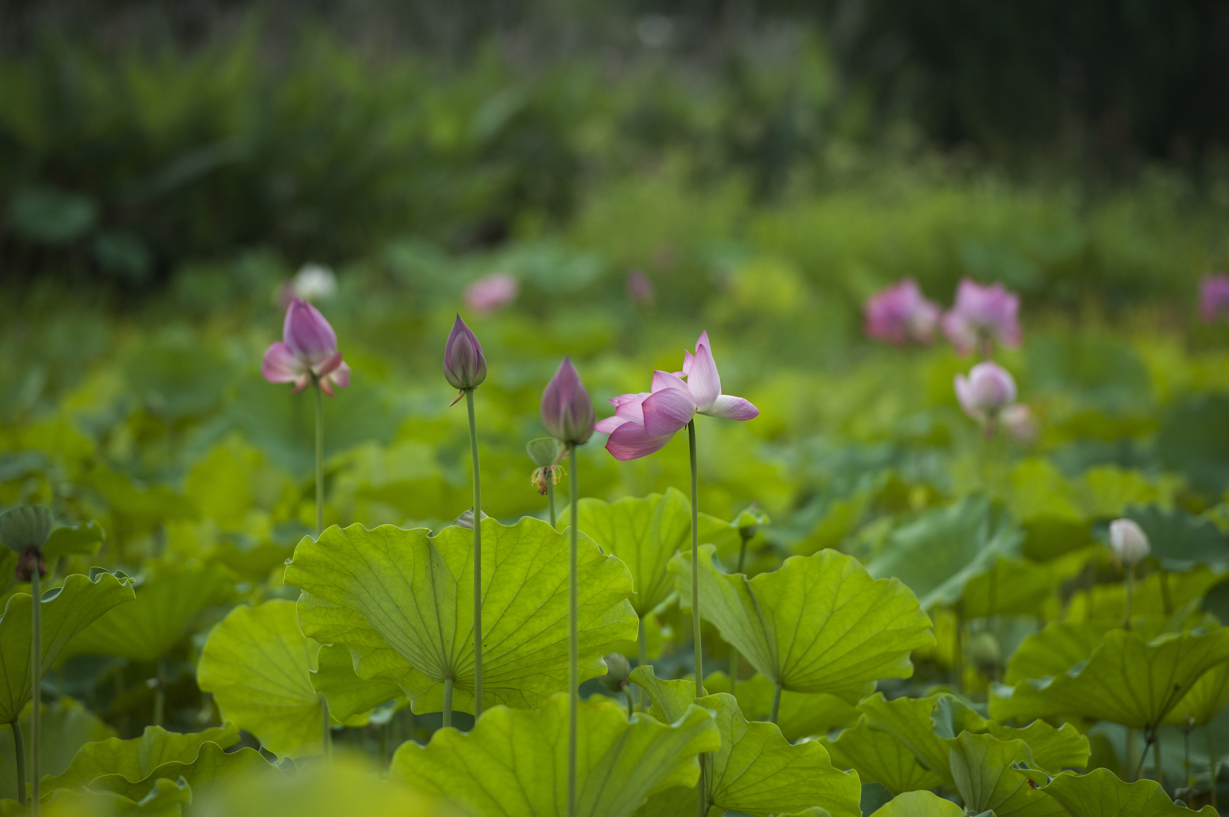 合肥莲花公园图片