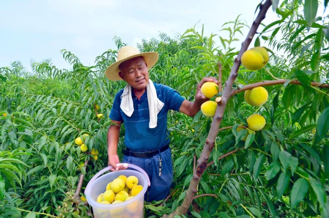 城子镇千亩黄桃采摘忙