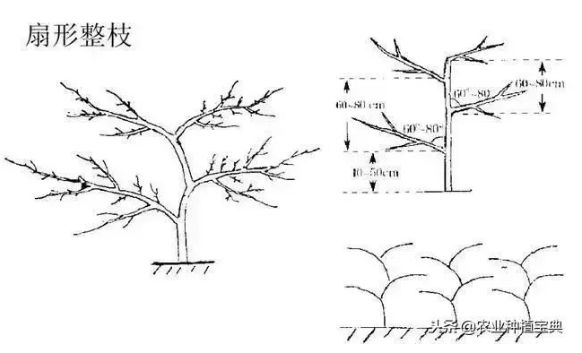 三年梨树修剪技术图解图片