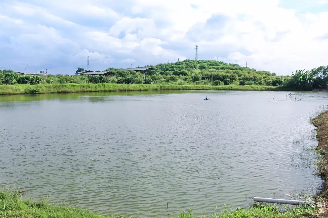 兴宁龙田镇有个世外桃源十几亩的鱼塘免费钓