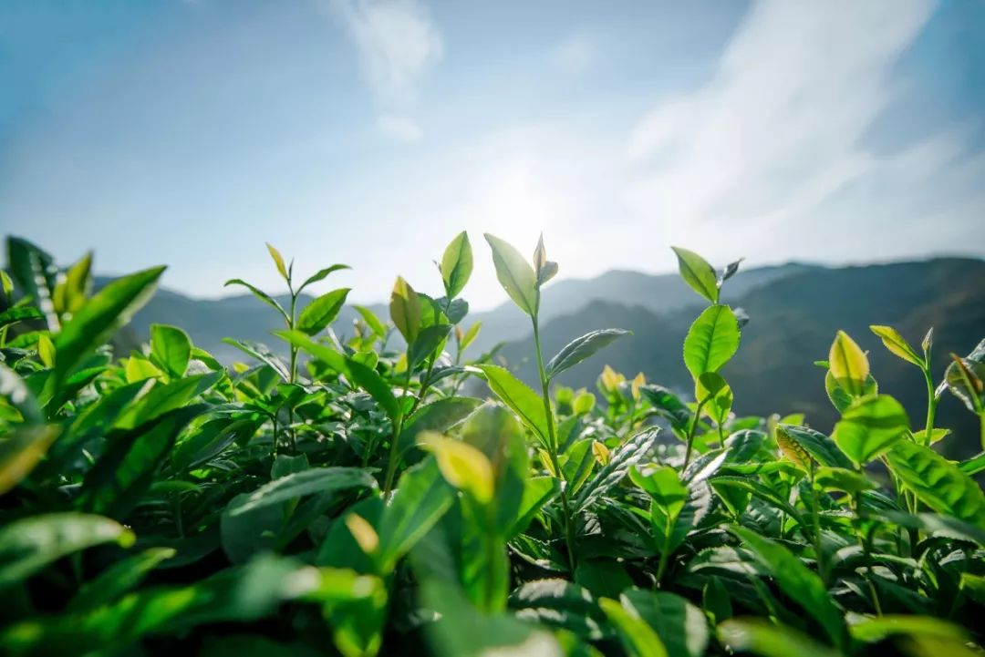 茶之有道 沛然天成_茶叶