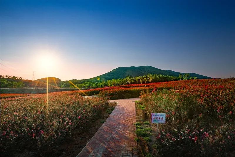 震撼上帝视角曝光七彩曹山的百亩紫薇花海美得如梦似幻