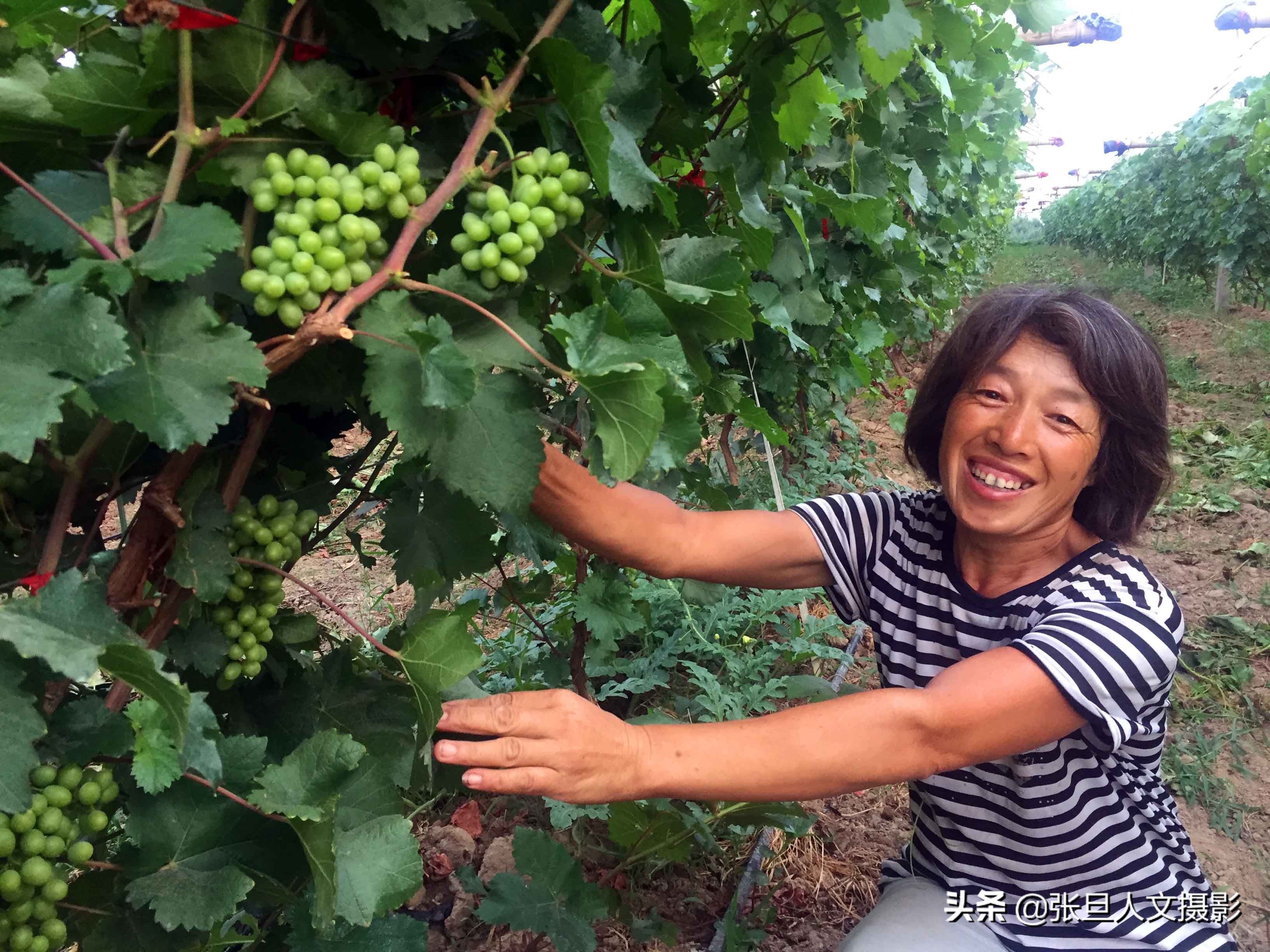 山西50岁农村大妈承包三十亩地种葡萄 看她乐观的笑容 笑啥呢