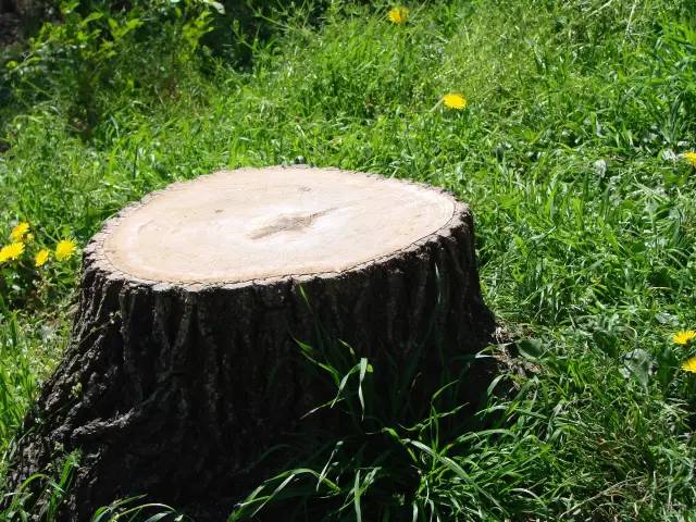 当一个艺术家玩起枯木桩艺术时,都能美哭你!