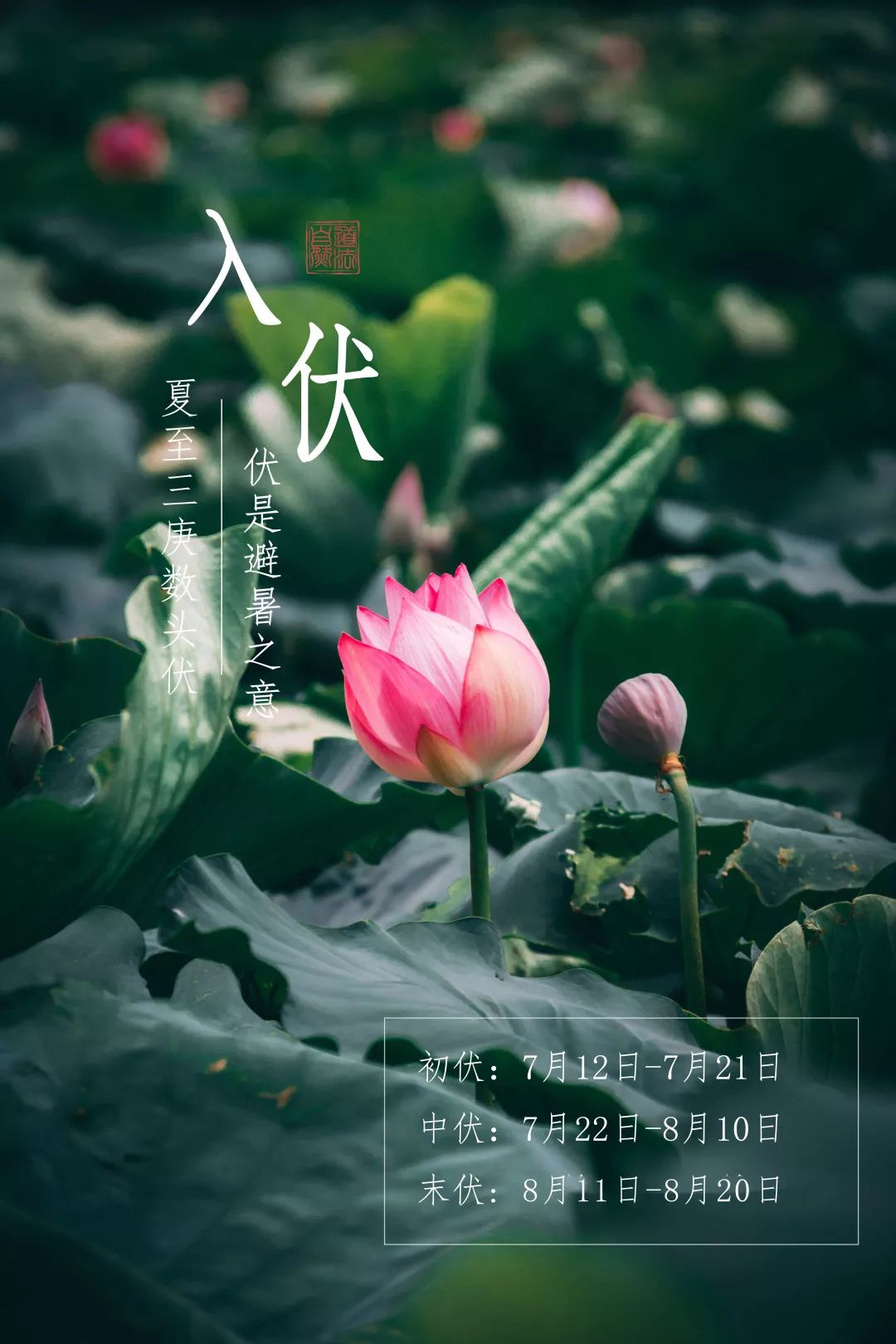 【健康养生】三伏已至,这40天应该怎么过?