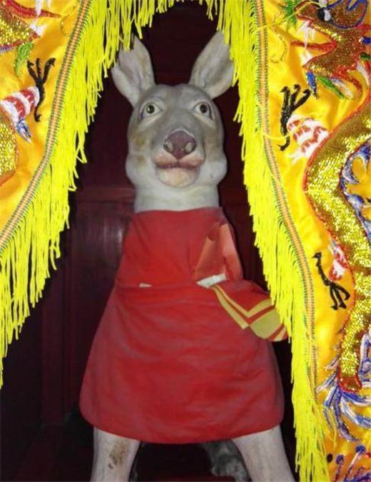 众所周知,泉州这个地方是非常崇奉神明的,不仅有对猴,蛇,狗等动物的