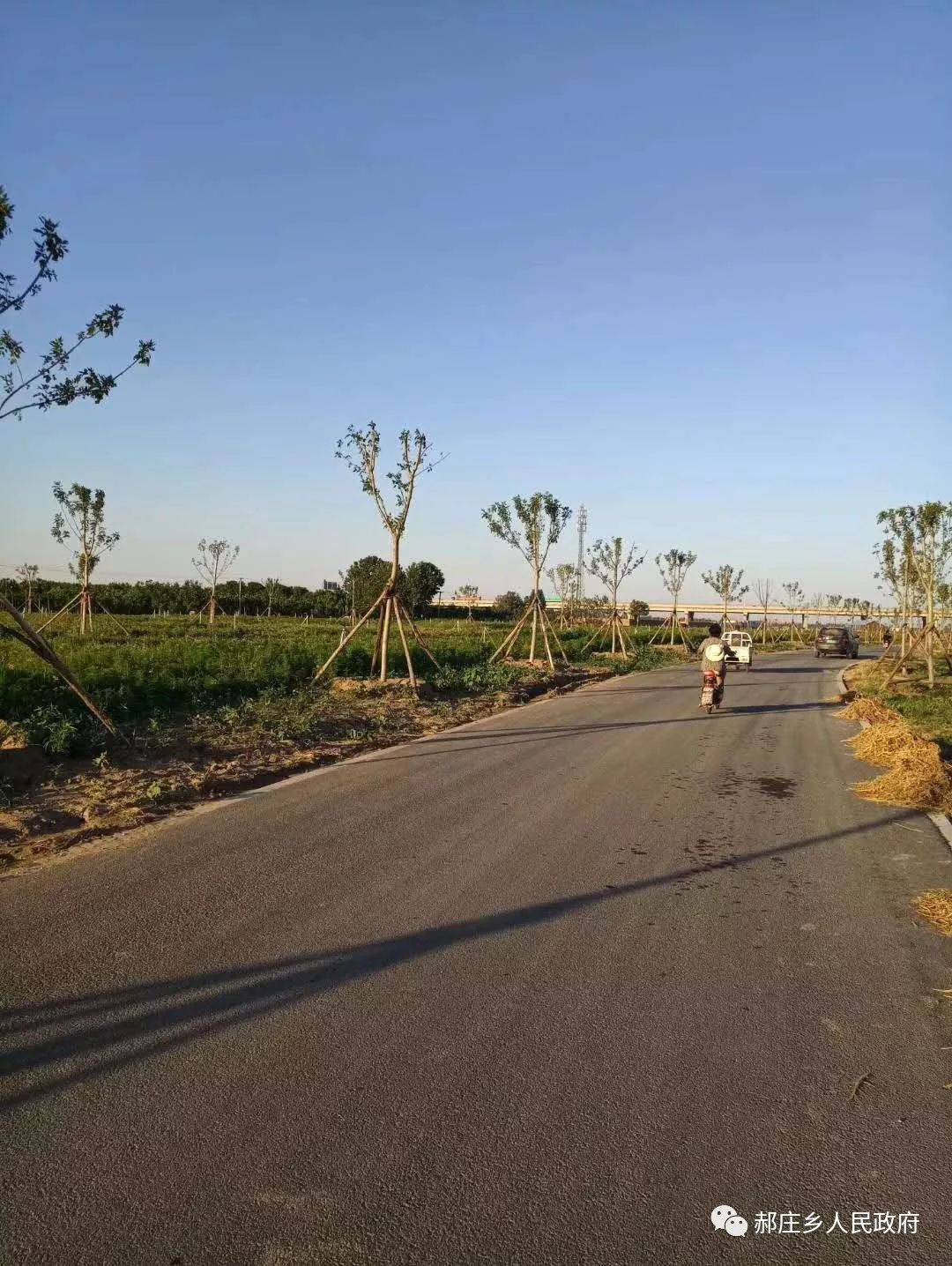无极县郝庄乡绿化带景观大道犹如一条彩练镶嵌在滹沱河北岸绘出如画