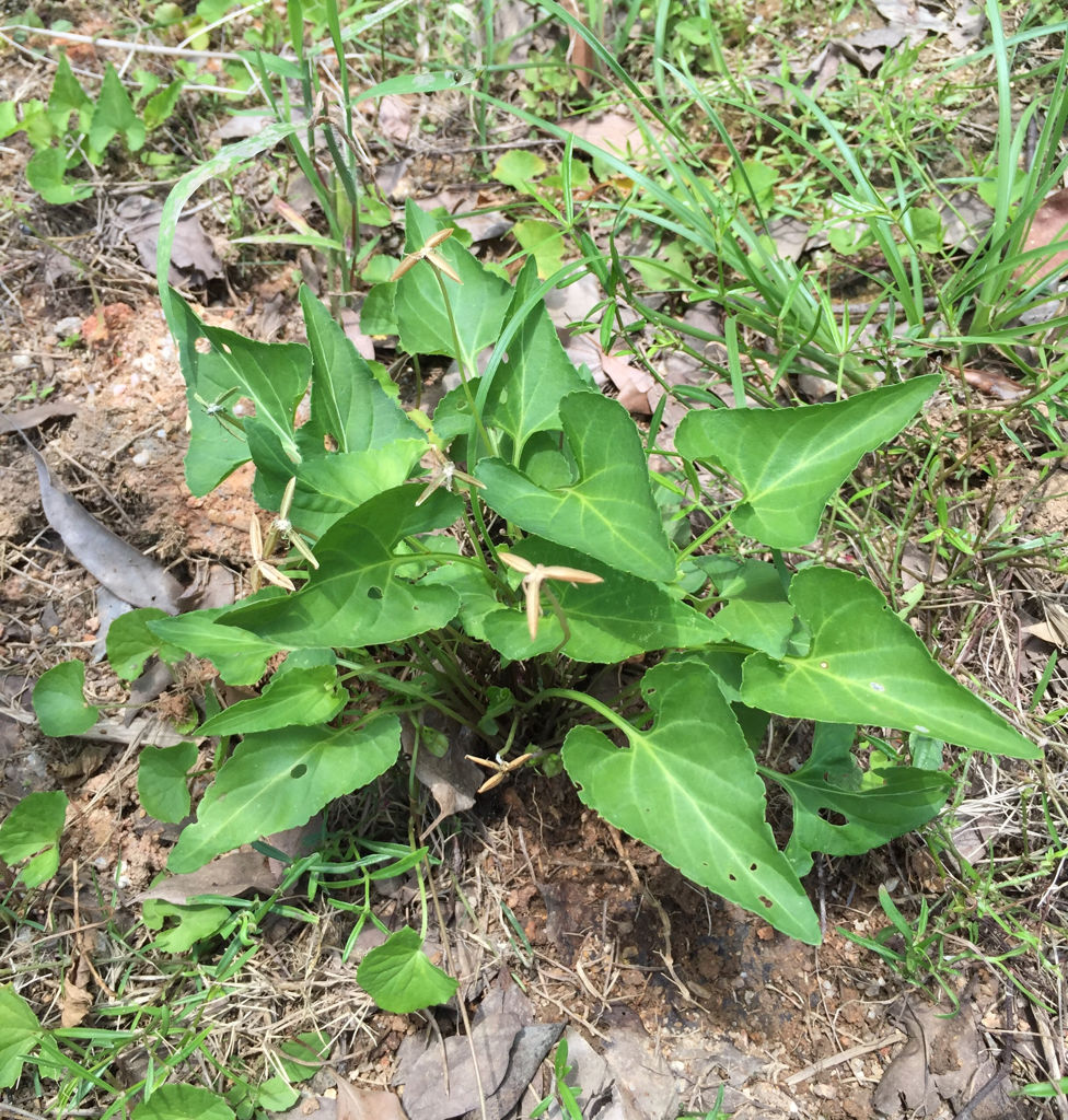 原创农村常见的1种野草以前无人问津如今成了宝贝原来用途真多