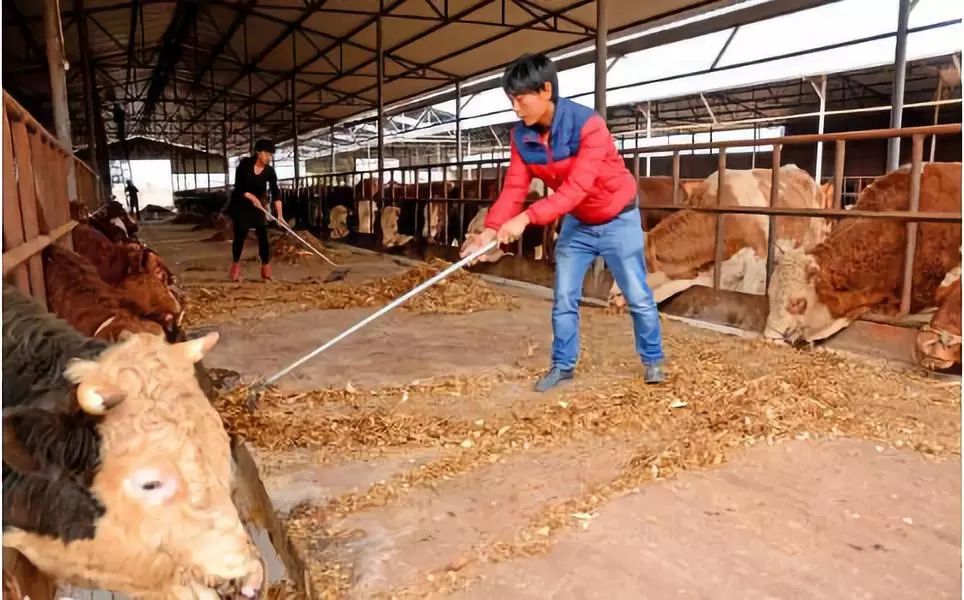 养牛失败三大原因!