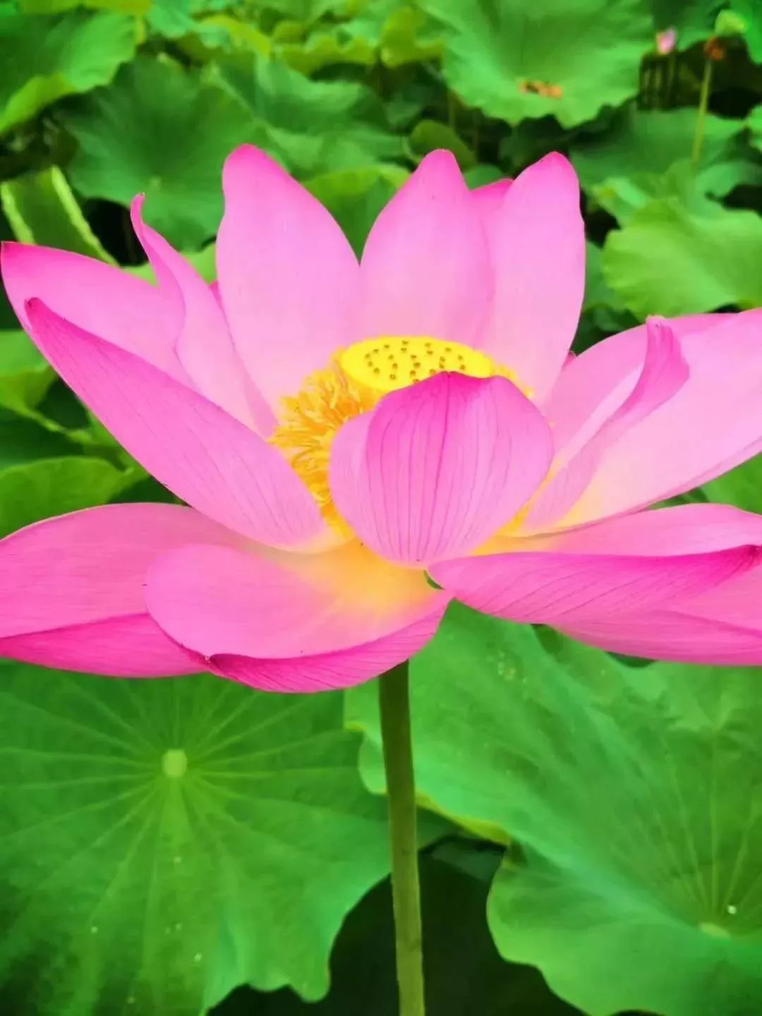 乐山赏荷季开启,"网红地图"已出!_荷花