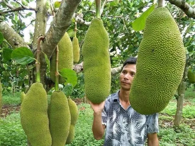 世界上最大最重的水果菠萝蜜