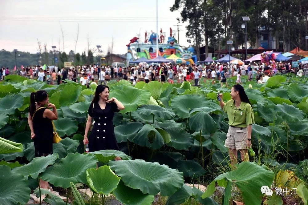 "情归荷处,典雅南山",中江县荷韵·南山第二届荷花节开幕啦!