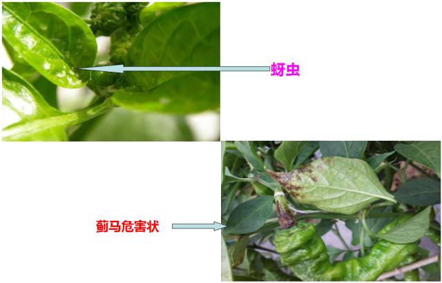 最全辣椒病虫害图谱汇总错过必后悔附防治方法