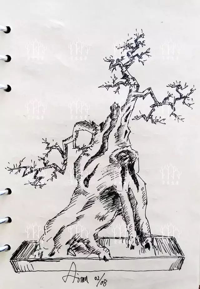 盆景设计i对节白蜡小老桩造型设计好设计要尽量利用原有枝托