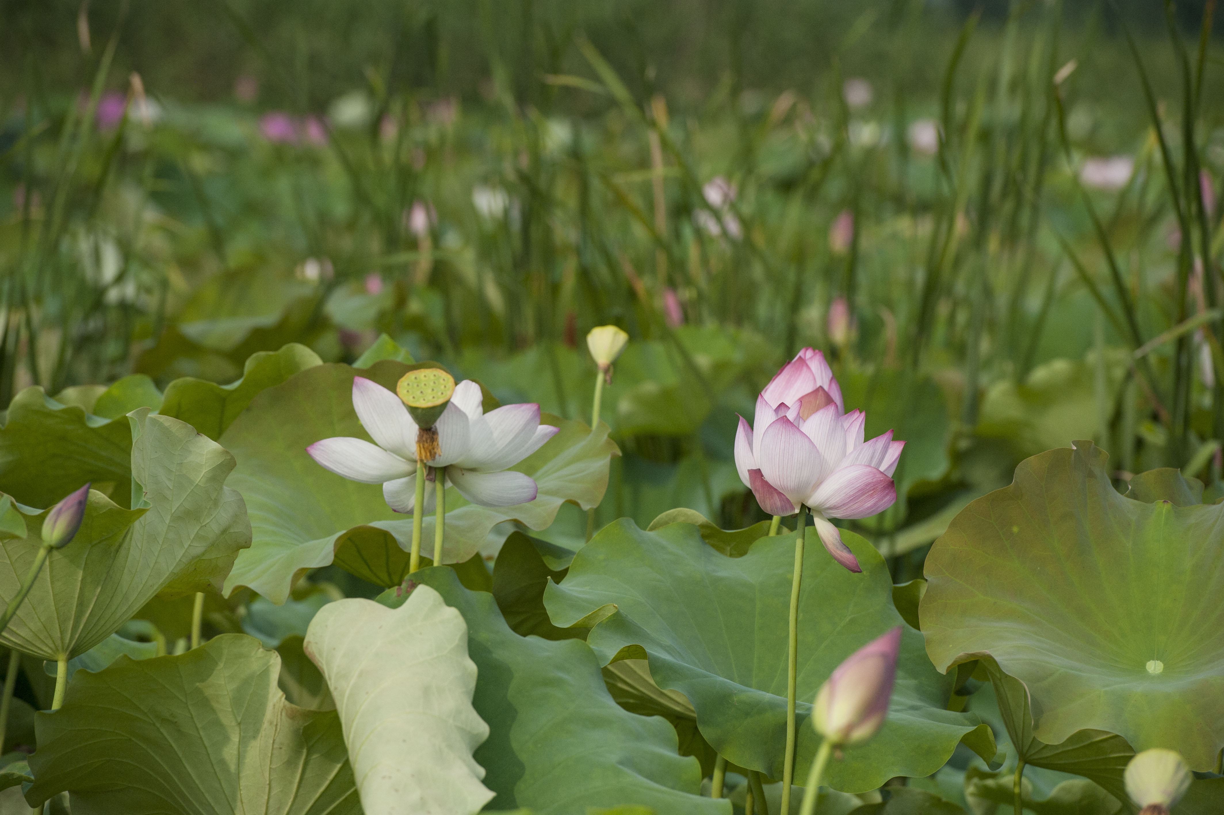 合肥莲花公园图片