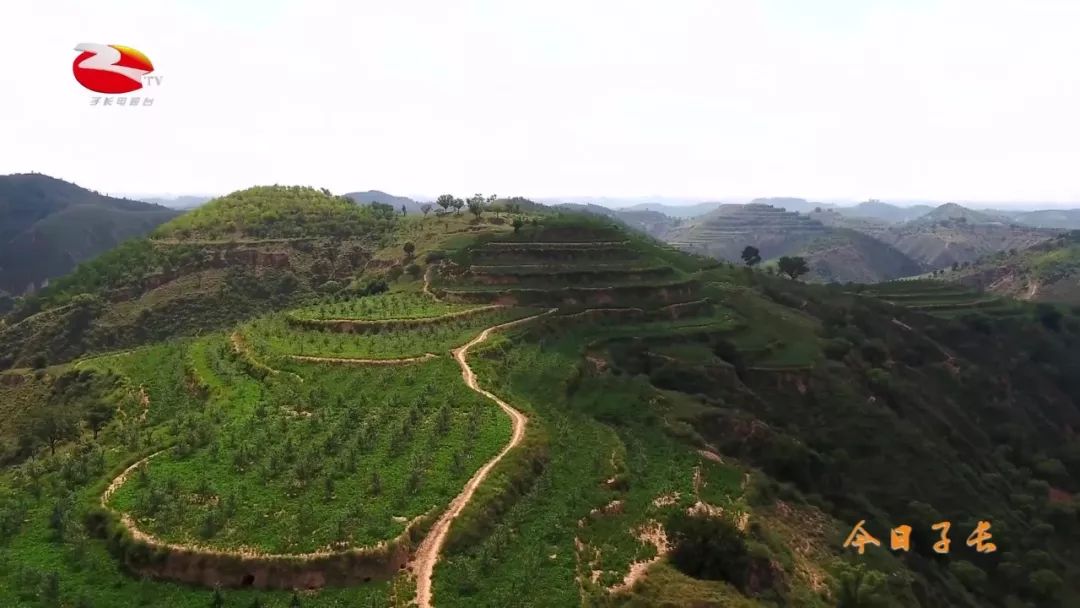 今日子长|南沟岔镇:"一擎四驱"书写农村产业发展新篇章