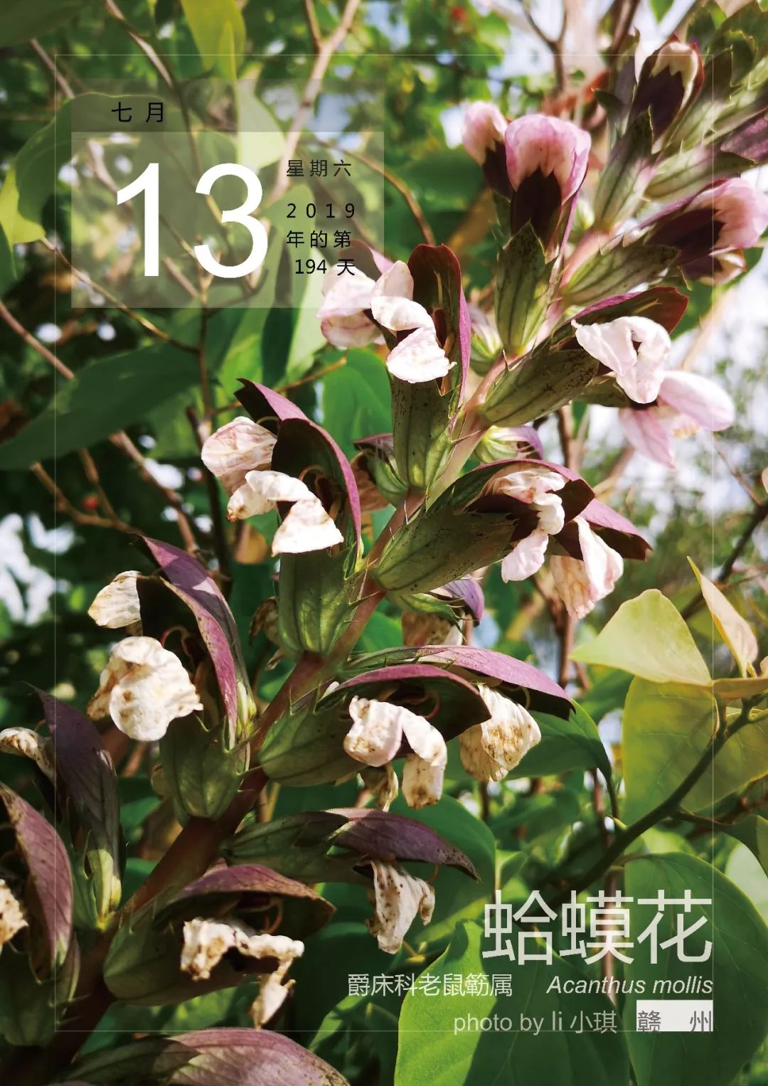 7月13三色栉花竹芋