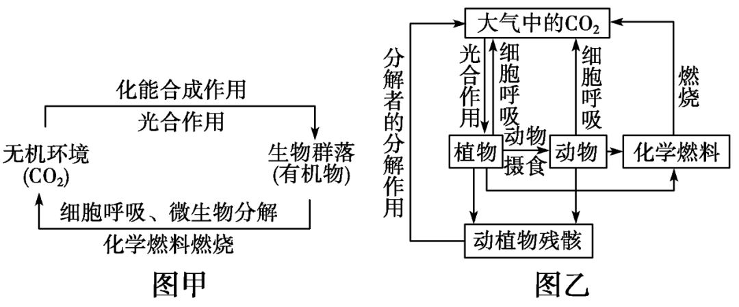 意義:通過能量流動和物質循環使生態系統中的各種組成成分緊密地聯繫