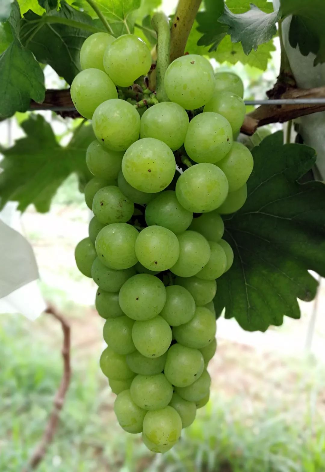 葡萄上新入夏后最期待二朋家香甜的京艳和京蜜