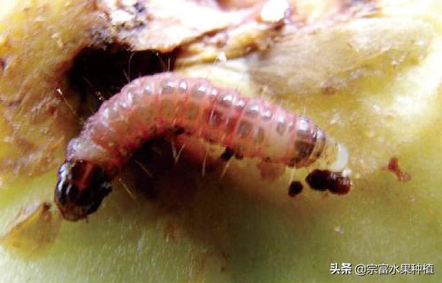 桃树如有桃蛀螟害虫,应该采取什么手段防治?_幼虫