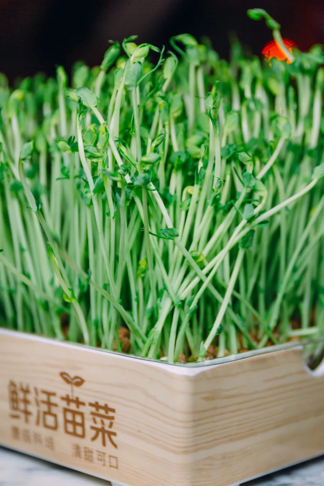 3.8折!玖隆坡觅味巴渝师说推出夜宵啦!