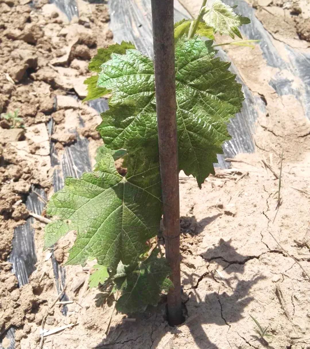 福邦风云榜阳光玫瑰葡萄令人揪心的病毒病竟能被治愈