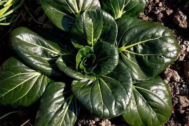 听说济南舰上有道黑塌菜很受官兵欢迎你要不要来学一手