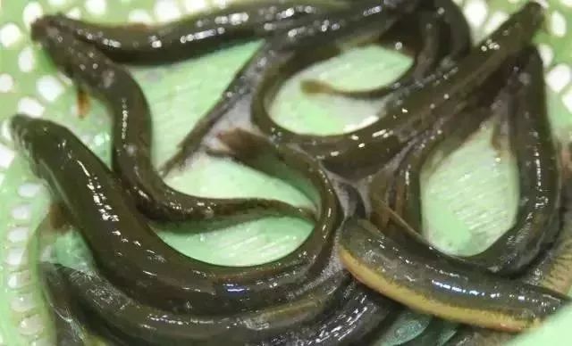 石龙的这种鱼竟被誉为水中人参无数人抢着去抓