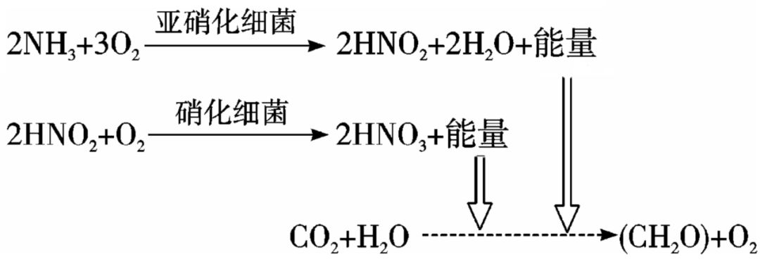 实例:生活在土壤中的硝化细菌,能将土壤中的氨氧化成亚硝酸,进而将亚