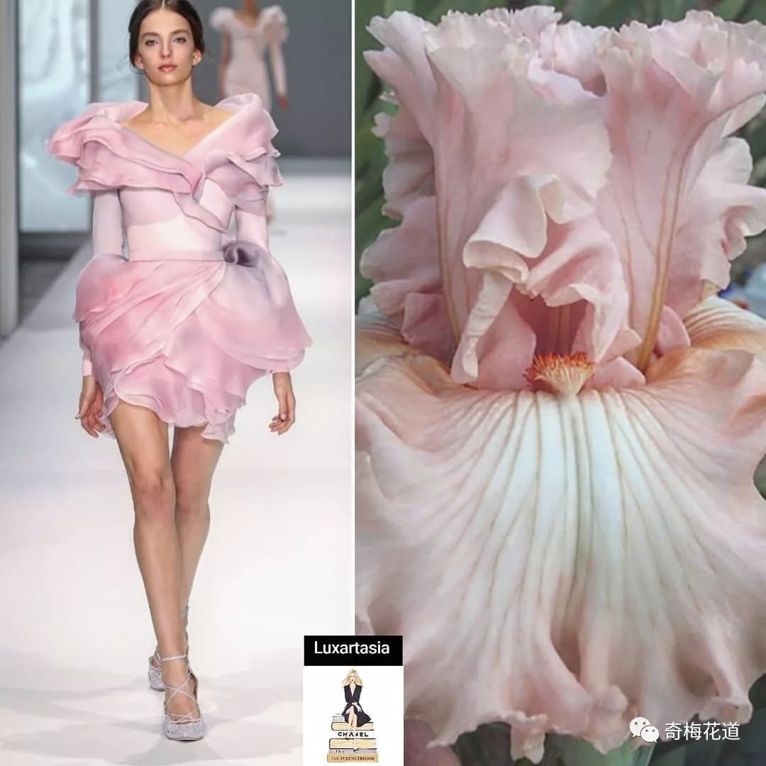 奇梅花道 |关于花儿的另一种美好:服装设计师的花样年华.