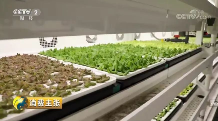 品控黑科技央视财经频道消费主张探访京东植物工厂